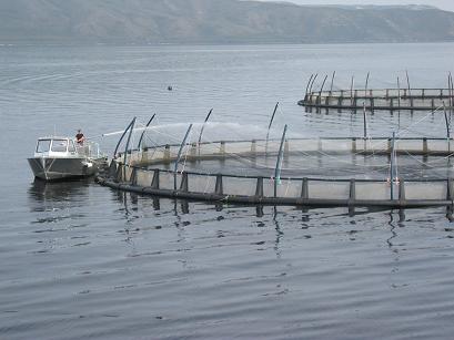 FAO Aquaculture production to rise 33% over next decade