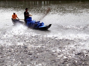 The first pangasius farm in Vinh Long certified GlobalGAP
