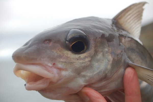 Russia agrees to 50% cut in cod, haddock import duty