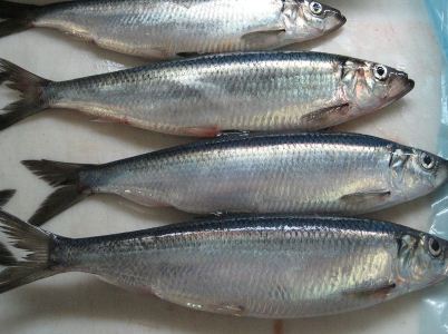 Facing herring shortage, Russia imposes export tax, reduces import duty to zero
