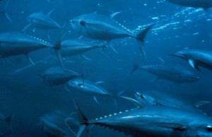 ISSF Calls on Nations to Limit Tuna Catches  Capacity in Eastern Pacific