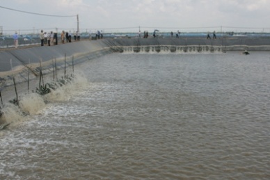 Kien Giang Shrimp farming in VietGAP