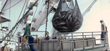 MSC and ISSF working together for sustainable tuna