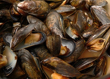 Producers expecting surge in holiday mussel orders in EU