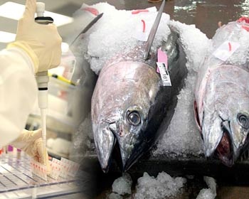 Oceana, restaurant industry demand an end to seafood fraud
