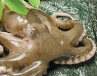 Demand for cephalopods increasing in Asia