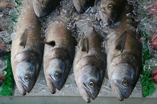 Signs of life US organic aquaculture standards creep forward
