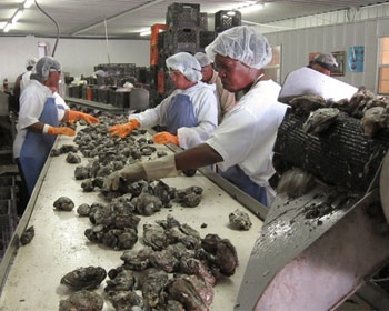 The U.S. Post-Isaac Louisiana gets ready for oyster season 