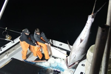 Tuna stock drop tremendously