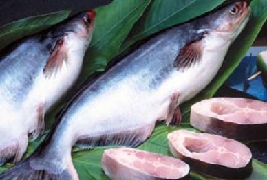 Vietnam pangasius export to rebound in Q.IV2012