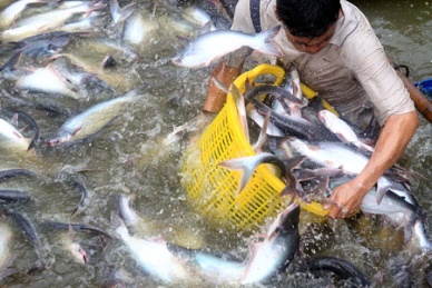 Mekong Delta farmed-pangasius export to US$1.1 billion