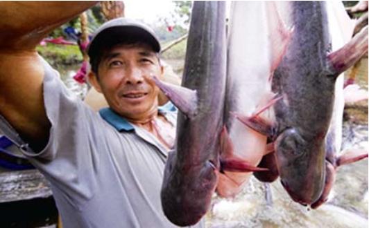 U.S. importers unsure about pangasius supply