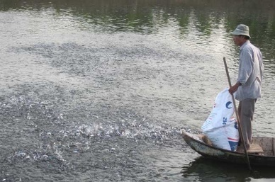 Can Tho pangasius farming area up 18% in Q.III2012