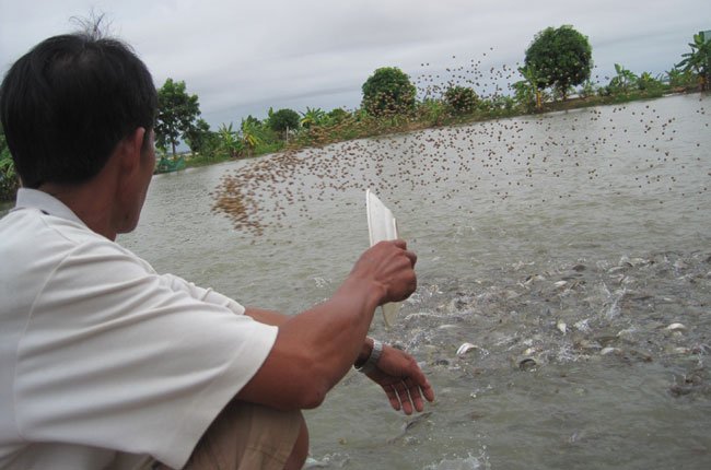 Raw pangasius price is on uptrend