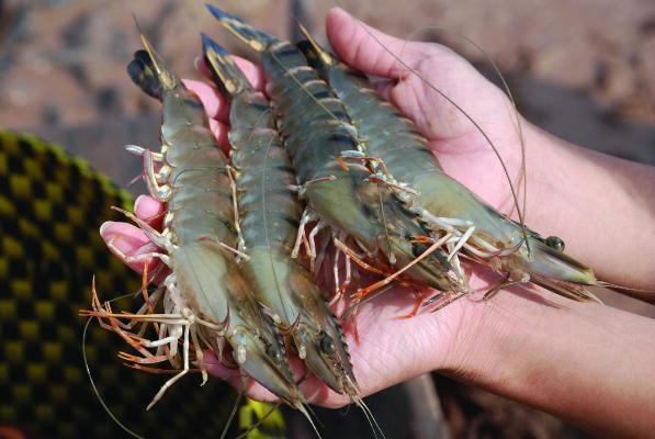 SSA’s unilateral opinions on Vietnam shrimp