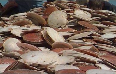 New England scallopers face catch reductions