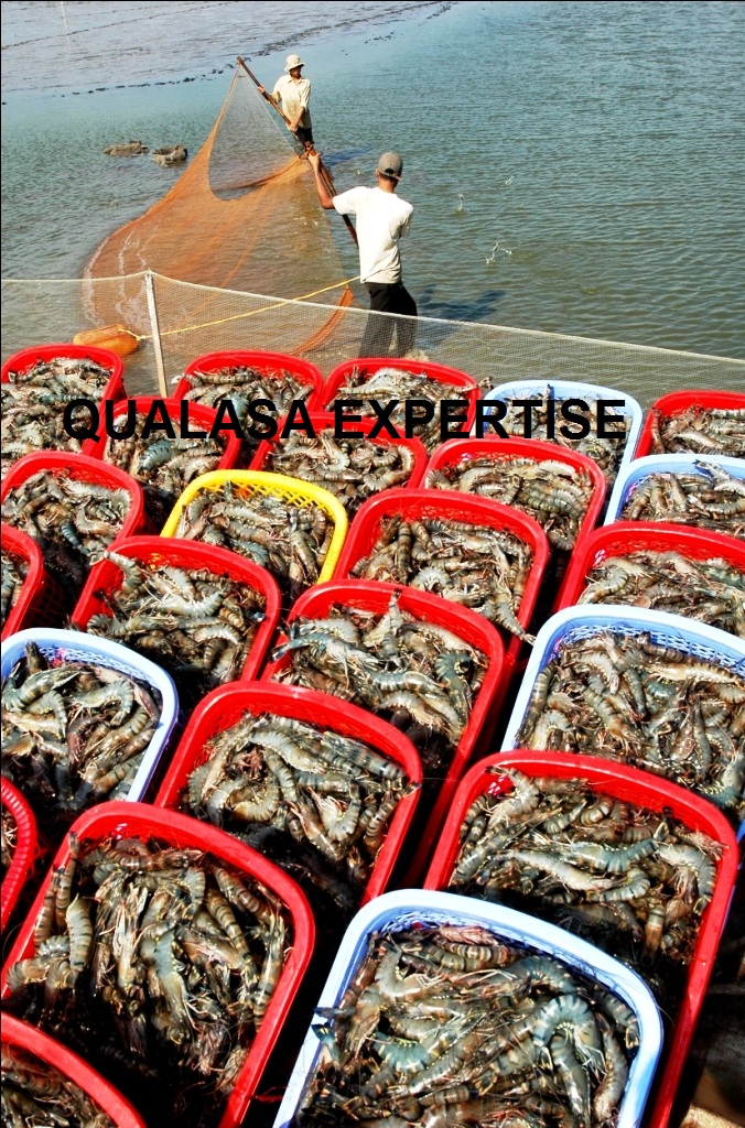 Seanamico gained US$25 million
mainly from organic shrimp
