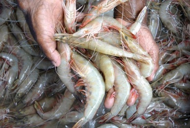 India hopeful Japan will lift shrimp import ban