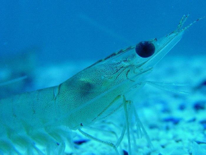 FDA will stop China farmed-shrimp due to unaproved drugs contamination