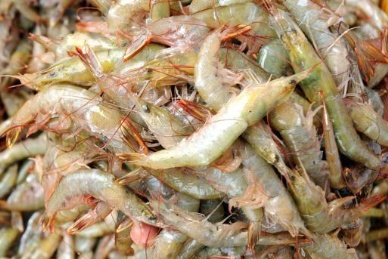 Indias marine exports may grow over 28 per cent in FY13