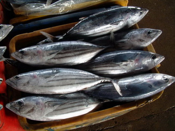 Catches of Skipjack Tuna to Increase, Bigeye to Decline
