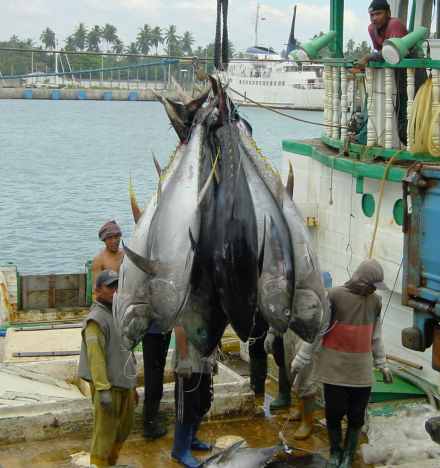 Sri Lanka aims to raise tuna catch