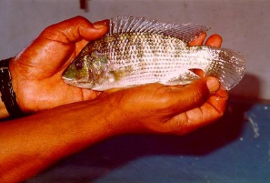 Improved tilapia strains to boost Ghanas production tenfold