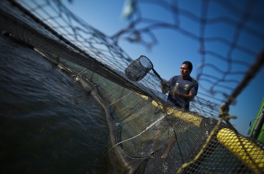 Honduras expects to export 20 million pounds of tilapia this year