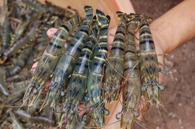 Shrimp exports to stall in the year-end