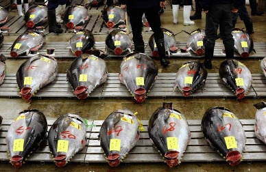 Bluefin tuna reaches new record price at Tsukiji