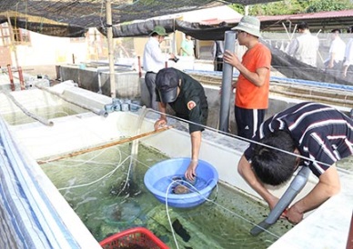 Bach Long Vy island produced 150,000 abalone seed