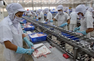 An Giang Unanimity among export companies to develop pangasius production and export