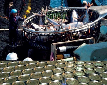 Spanish processors continue lobbying against Thai tuna imports