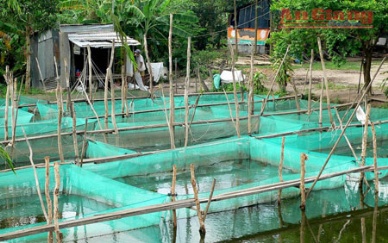 An Giang produces fish seed under GlobalGAP