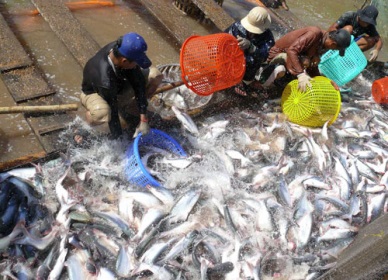 An Giang Pangasius output hit 70,548 MT in Jan-Apr 2014