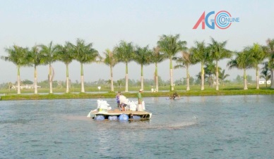 An Giang 38 percent of pangasius farming area under international standards