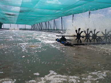 Ca Mau dense shrimp farming area expanded