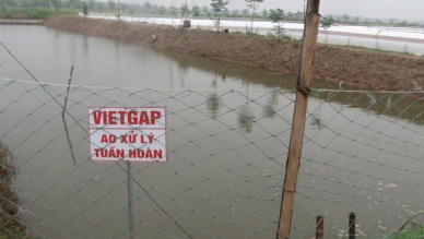 Ninh Binh VietGAP whiteleg shrimp model to be multiplied