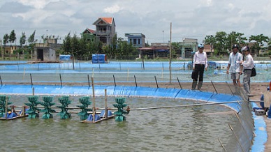 Nam Dinh Developing aquaculture under VietGAP standard
