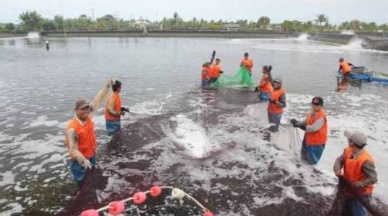 Thai shrimp industry adjusts value of projected export growth down by 80% in 2013