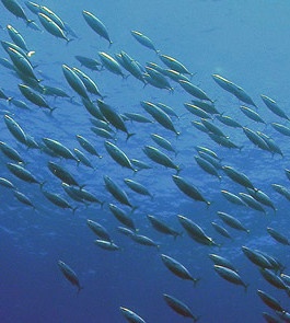 Papua New Guinea ‘can become tuna world leader’