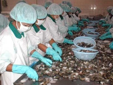 Up 41% in Vietnam shrimp exports to the Philippines 