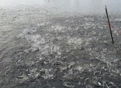 Lower rates help tra fish breeders take the plunge