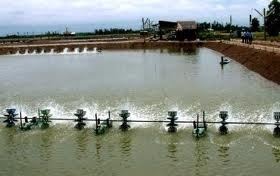 Kien Giang capture and aquaculture production ups