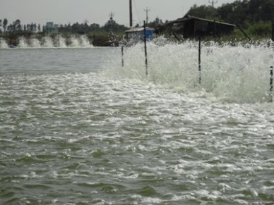 Developing rapidly whiteleg shrimp farming in Vietnam