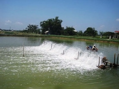 Ho Chi Minh Fishery output in QI2017 estimated at 13,084 MT