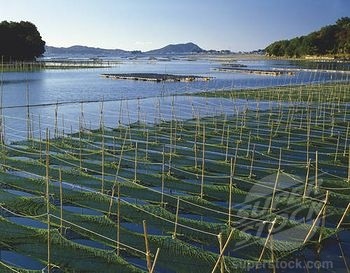 Govt report Aquaculture key to global fish supply
