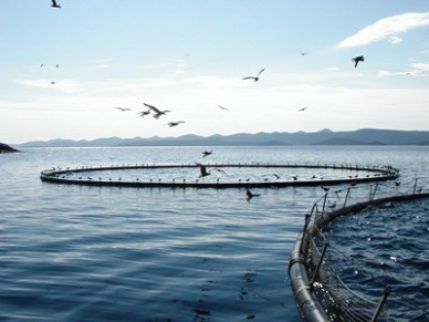 Report Farming key to seafood production by 2030