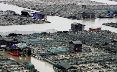 China to boost aquaculture with USD 47m project