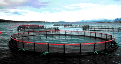 World Aquaculture Market to Reach $202.96 Billion by 2020